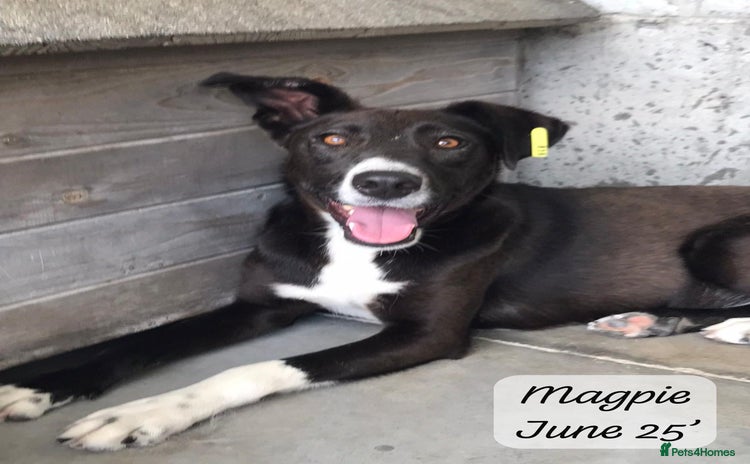 Mixed Breed dogs in Brixham - Advert 16