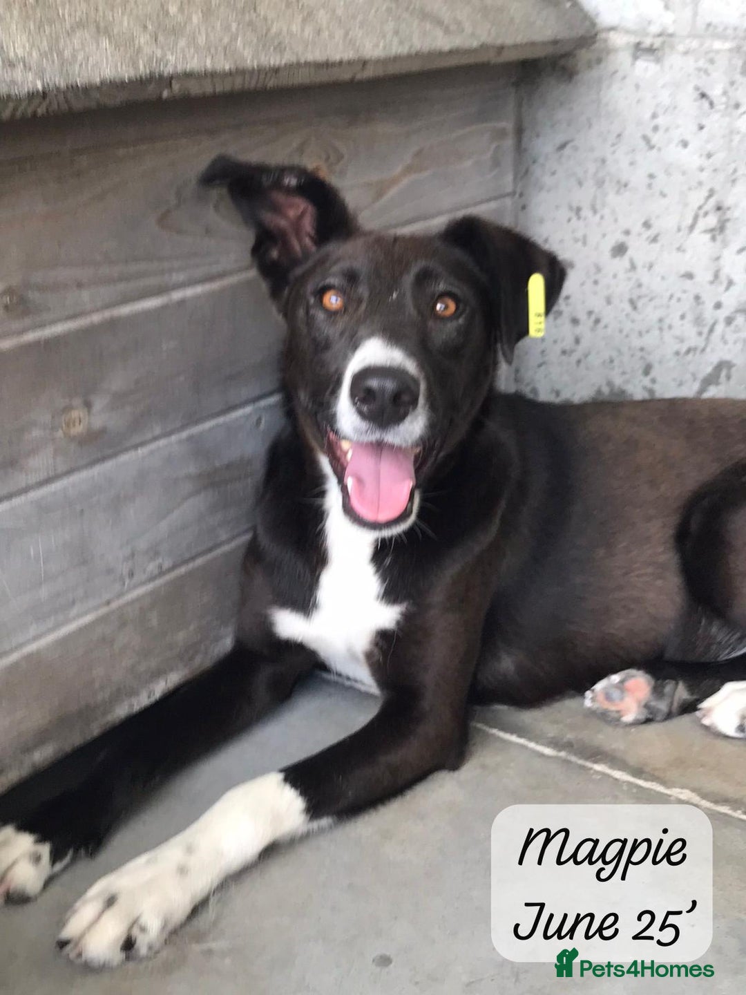 Mixed Breed dogs for adoption: Magpie- beautiful 1 year old- Reserved stc. in Brixham - Image 1