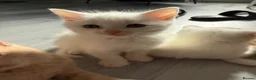 Mixed Breed cats for sale: 4 Beautiful Part Pedigree Kitten *Ready Now* - Advert 16