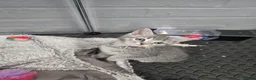 Mixed Breed cats for sale: Beautiful mixed breed kittens  - Advert 1