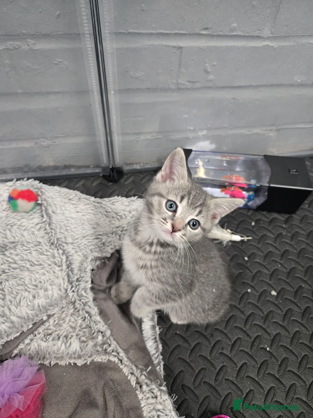 Mixed Breed cats for sale: Beautiful mixed breed kittens  - Advert 1