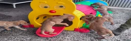 Labrador Retriever dogs for sale: Labrador puppies KC Fully health tested parents  - Advert 12