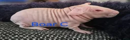 Guinea Pig rodents for sale: Skinnypig Babies  - Advert 4