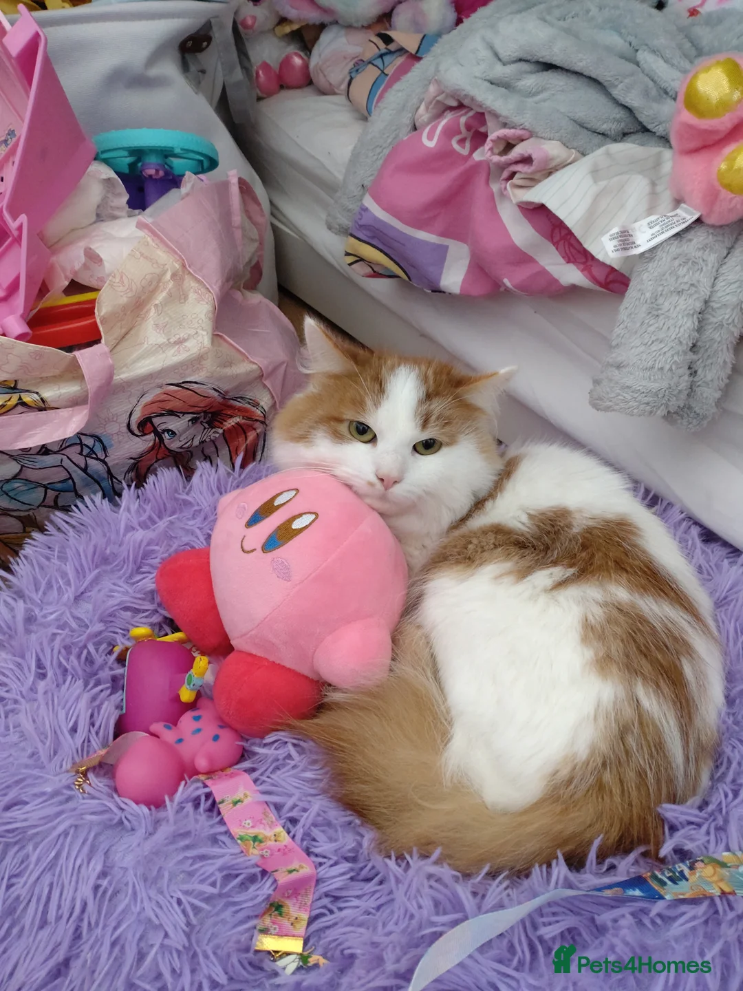 Siberian cats for sale: Adorable Siberian kittens - Advert 2