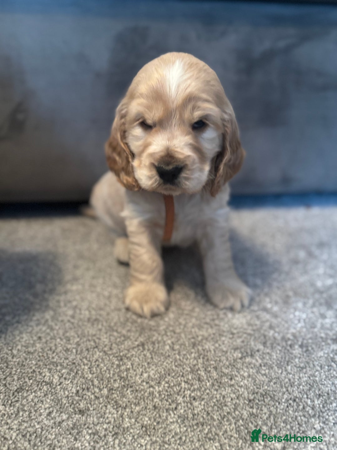 Cocker Spaniel dogs for sale: Last stunning KC show cocker - Advert 8