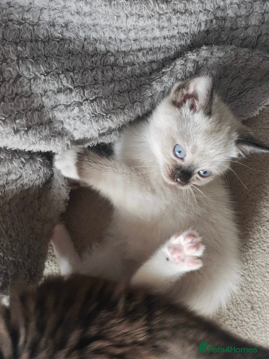 Siamese cats READY NEXT WEEK TWO SIAMESE GIRLS - Advert 17