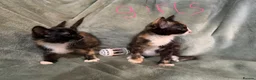 Mixed Breed cats for sale: 3 kittens looking for loving homes  - Advert 8