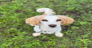 Cocker Spaniel dogs - Advert 10