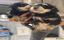 Schnoodle dogs for sale: Stunning Schnoodles, heath tested  - Image 35