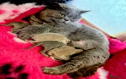 British Shorthair cats for sale: Beautiful GCCF kittens ready now  - Image 7