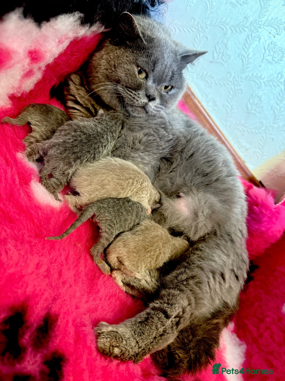 British Shorthair cats for sale: Beautiful GCCF kittens ready now  - Image 7