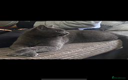 Chartreux cats for sale: 3 kittens for new homes - Image 9