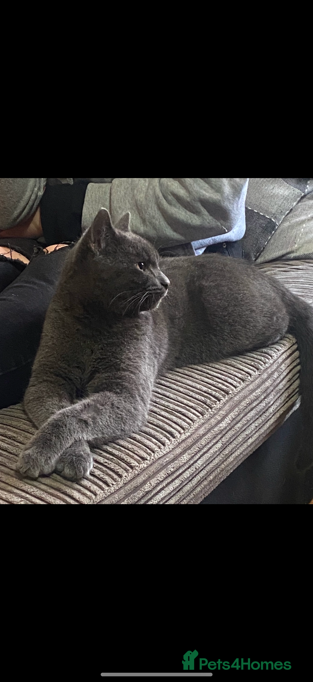 Chartreux cats for sale: 3 kittens for new homes - Image 9