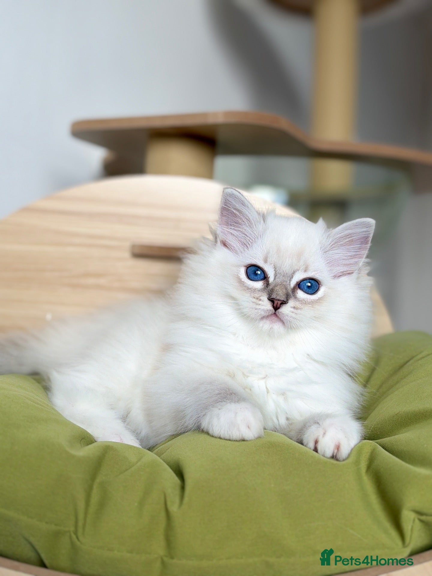 Ragdoll cats Outstanding Ragdoll Kittens✨Exceptional Quality - Advert 1