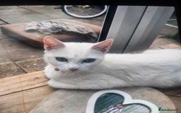 Mixed Breed cats for sale: Kittens  - Image 5