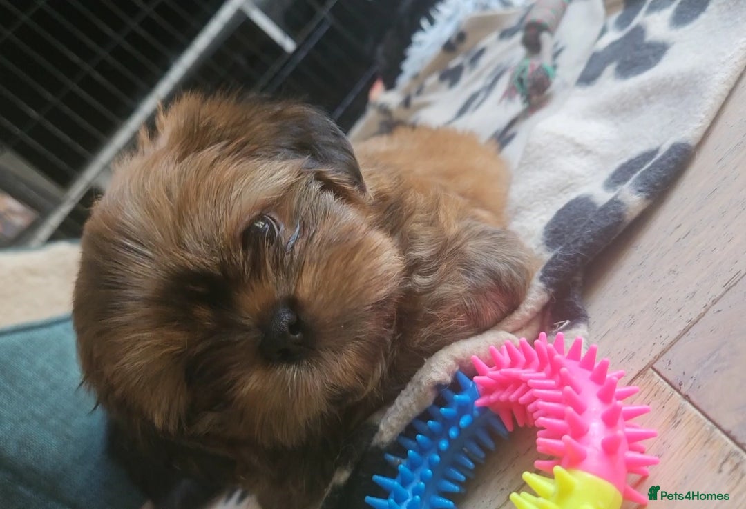 Shih Tzu dogs for sale: Imperial Shih tzu Pupps💙 Ready to leave!  - Image 20