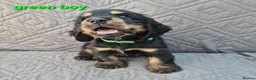 Cocker Spaniel dogs for sale: Gorgeous show cocker spaniel puppies  - Advert 4