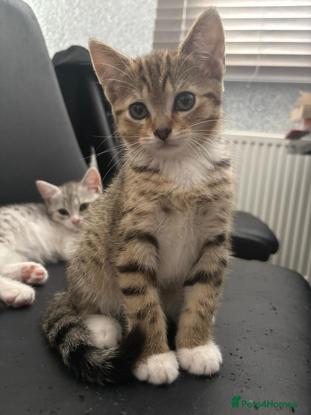 American Shorthair cats for sale: Gorgeous girl!!!🥰 - Image 9