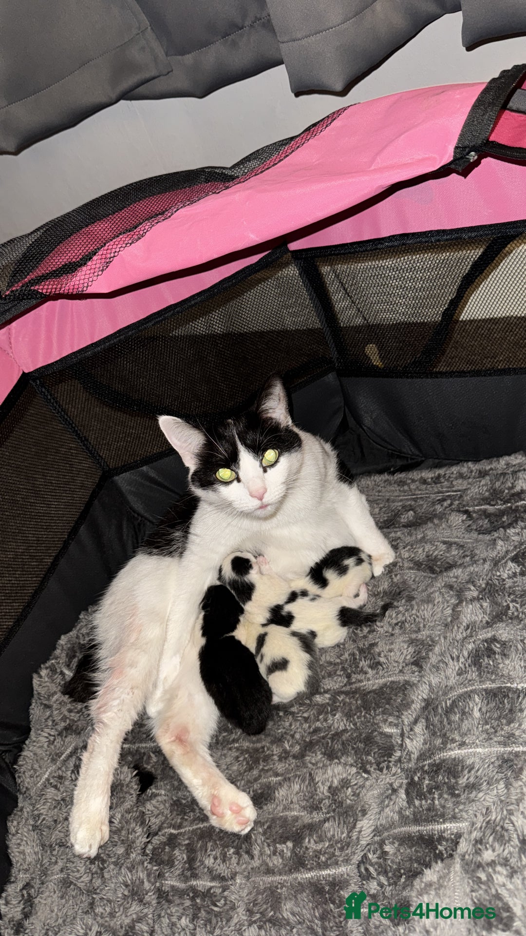 Mixed Breed cats for sale: Kittens for sale  - Advert 1