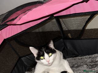 Mixed Breed cats Kittens for sale - Advert 1