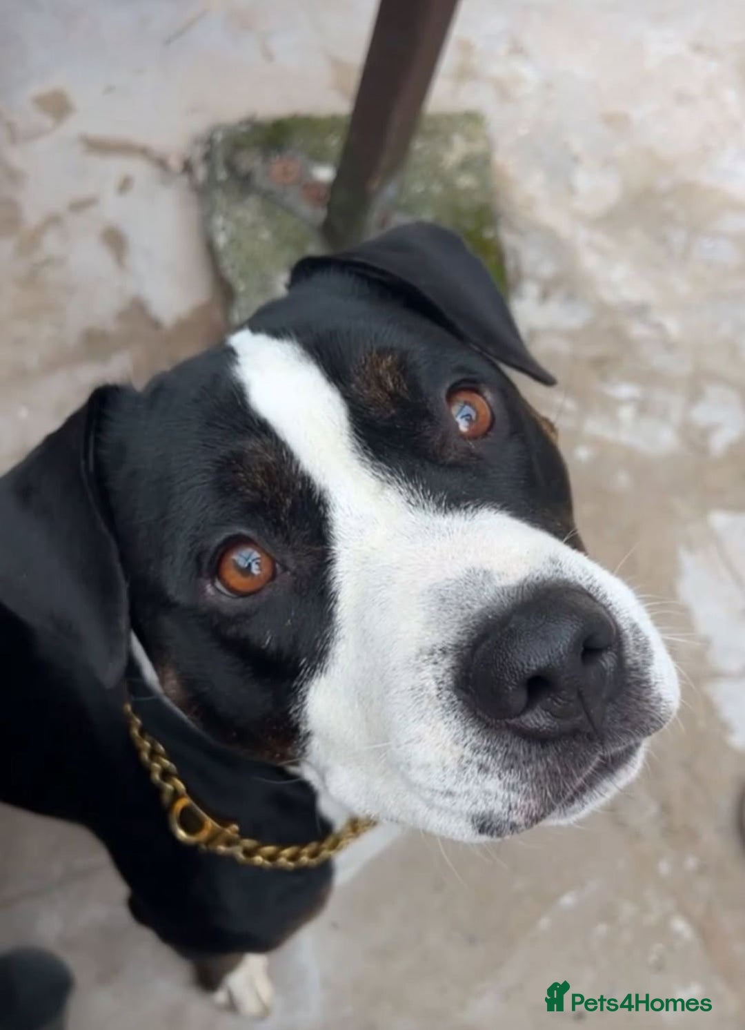 Staffordshire Bull Terrier dogs for sale: Mario – Gentle 5 Year Old Staffy - Advert 10