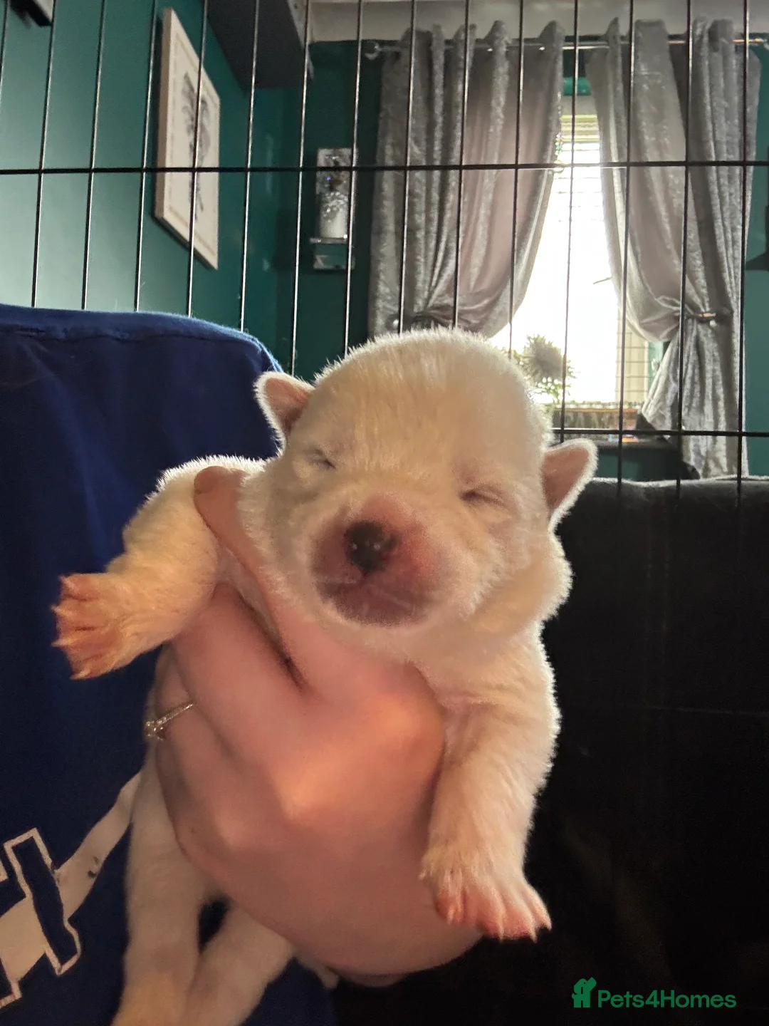 Japanese Akita Inu dogs for sale: 7 Japanese akitas  - Advert 2