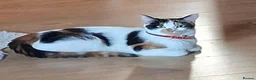 British Shorthair cats for sale: 6 beautiful kittens  in Tipton - Advert 1