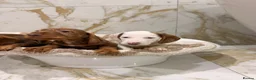 Miniature Dachshund dogs for sale: Miniature dachshund puppies  in Darlington - Advert 9