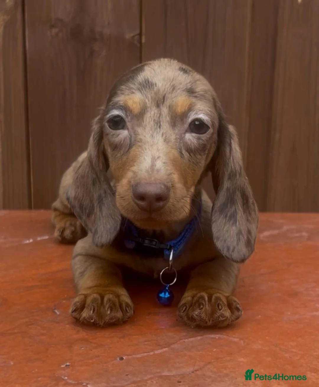 Miniature Dachshund dogs for sale: Mini dachshund male - Advert 2