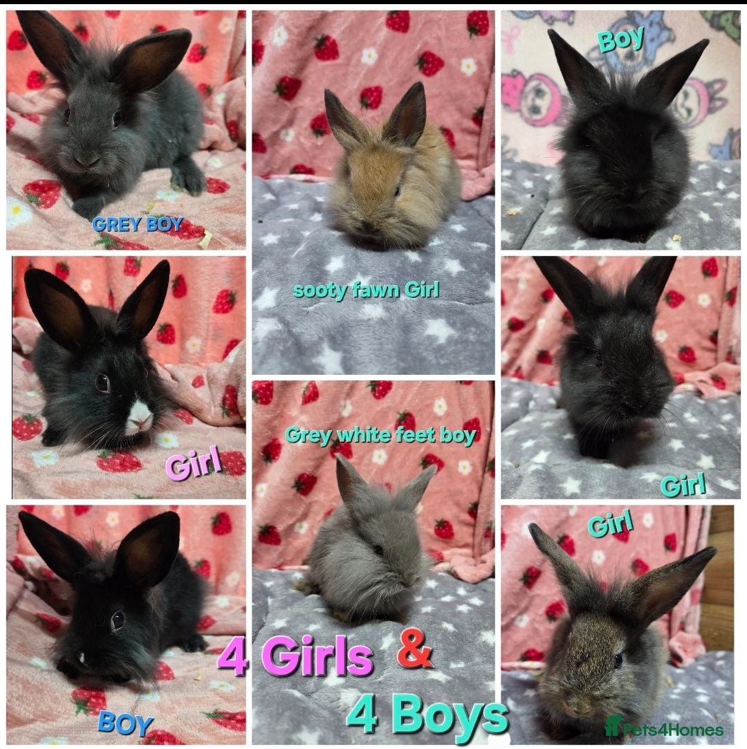 Lionhead rabbits Tame fluffy lion heads bunnies 8weeks ready now - Advert 1
