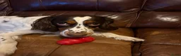 Mixed Breed dogs for adoption: 💙TOMMY THE SPANIEL💙-CLEVER, LOVING SPECIAL BOY  in High Peak - Advert 10