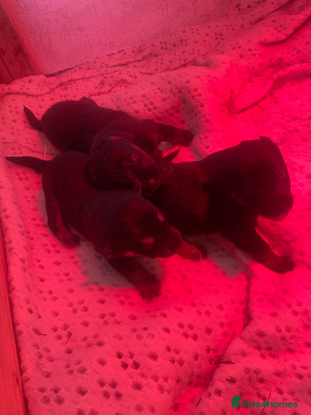 German Shepherd dogs for sale: West German shepherd Puppys  - Advert 2