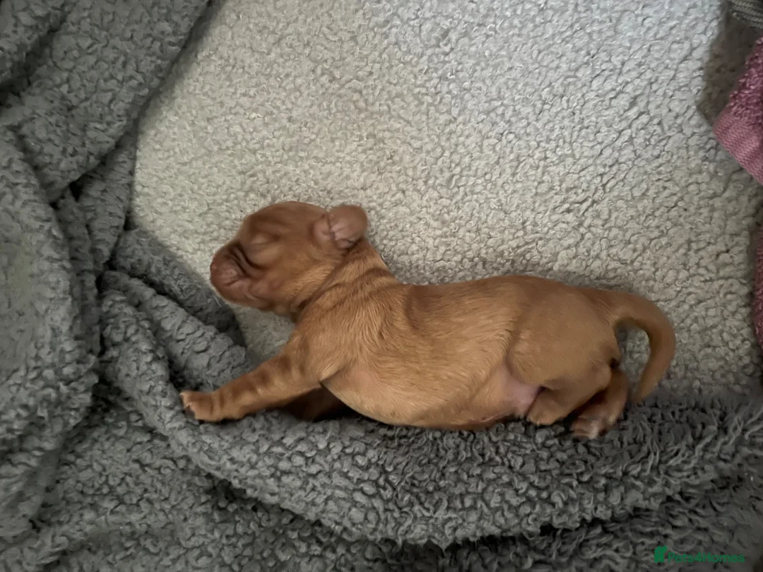 Cavalier King Charles Spaniel dogs for sale: Cavalier king charles puppy in Edinburgh - Advert 6