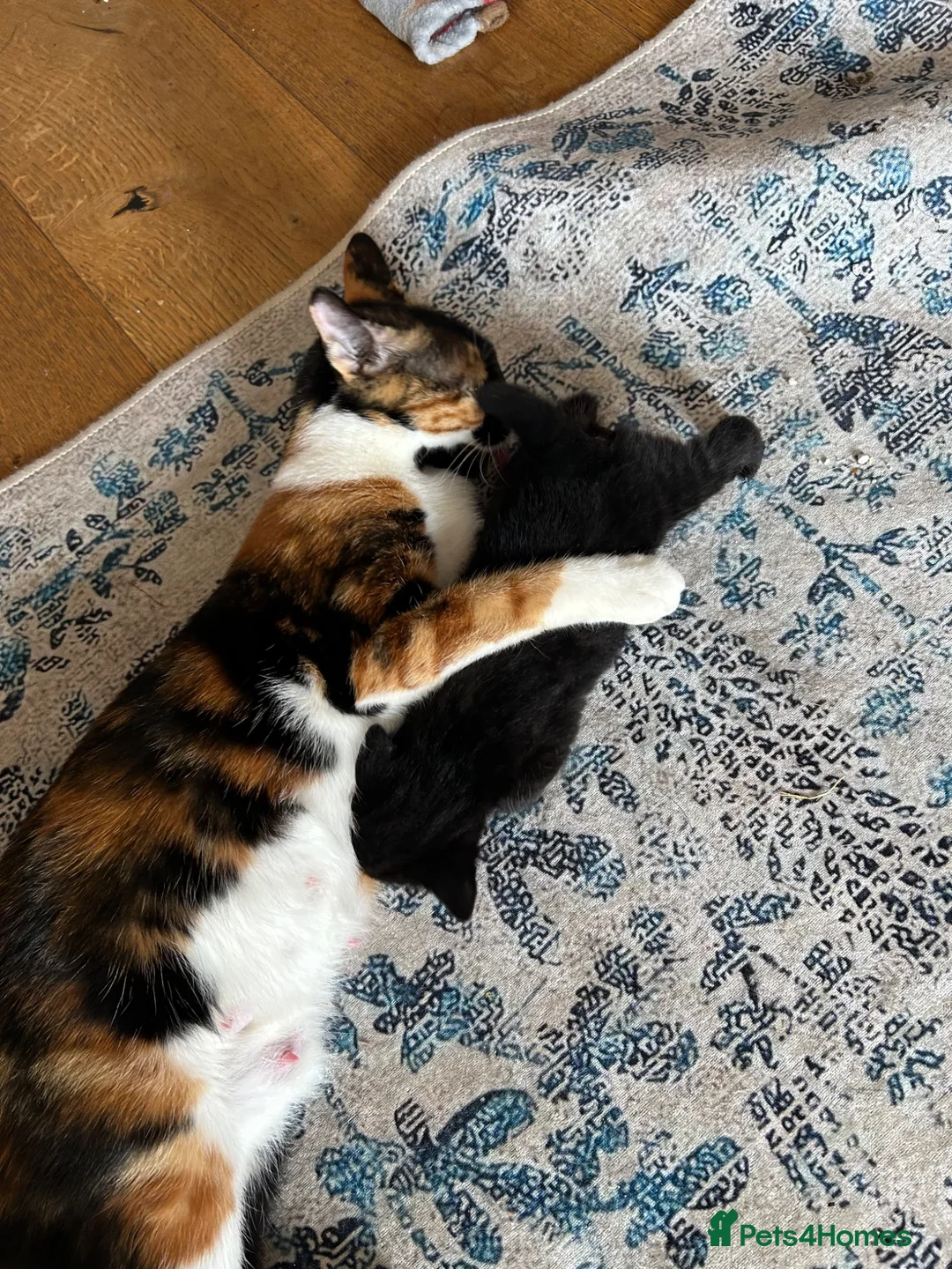 Mixed Breed cats for sale: Family Litter - Moggies in Stourbridge - Advert 2