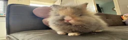 Lionhead rabbits for sale:  Double mane fluffy lion head  - Advert 2