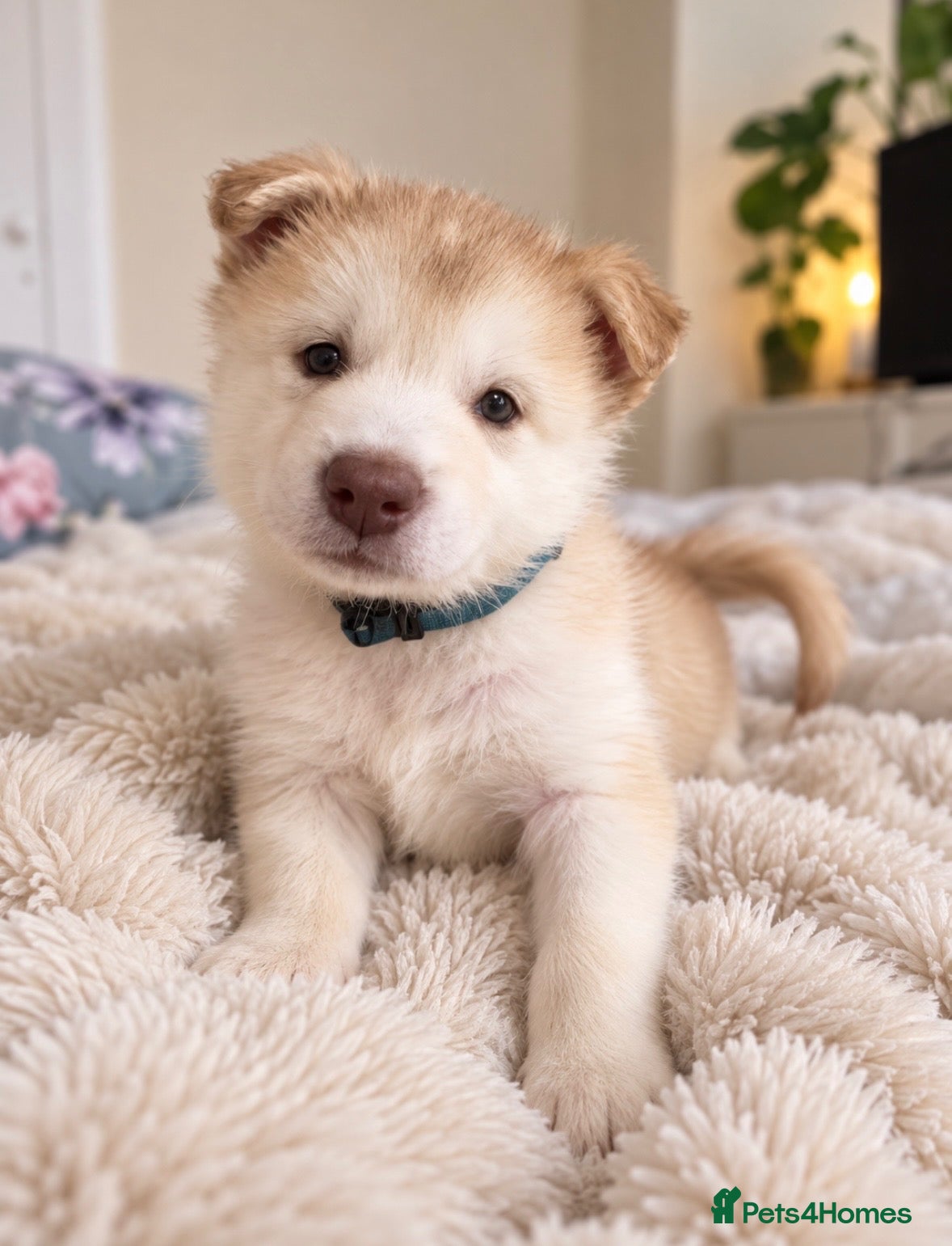 Alaskan Malamute dogs Exceptional pedigree malamute puppies - Advert 2
