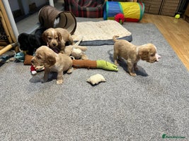 Cocker Spaniel dogs - Advert 4