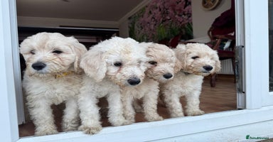 Goldendoodle dogs Golden doodle F1B stunning puppies  - Advert 8