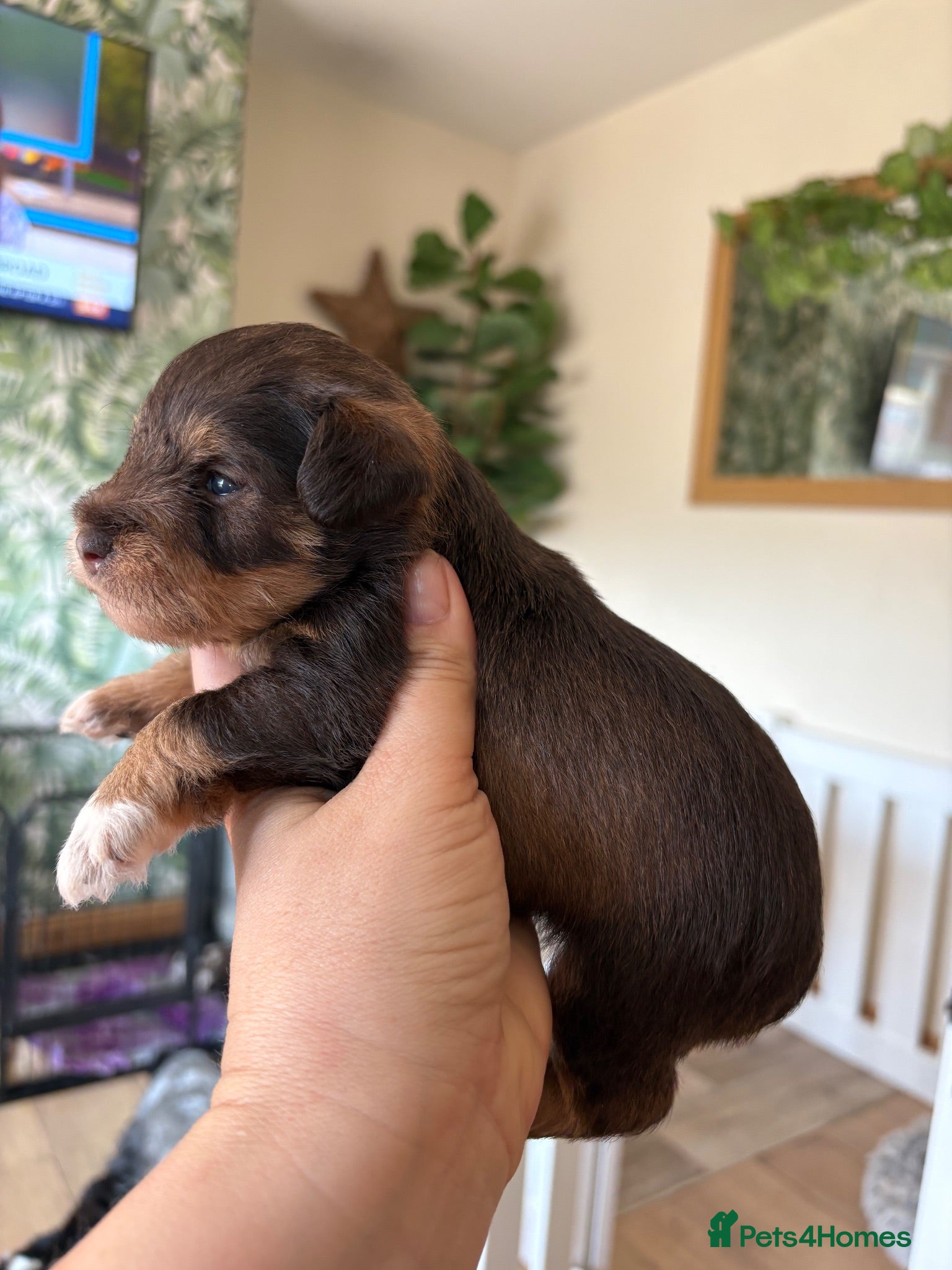 Miniature Schnauzer dogs 🍪🐾Chocolate, Choc & Tan Parti Avaliable - Advert 4