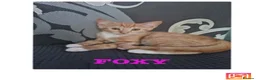 Mixed Breed cats for sale: Cute kittens🐈🐈‍⬛ - Advert 5