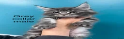 Maine Coon cats for sale: Main coon kittens blue smoke/grey silver tabby’s - Advert 6