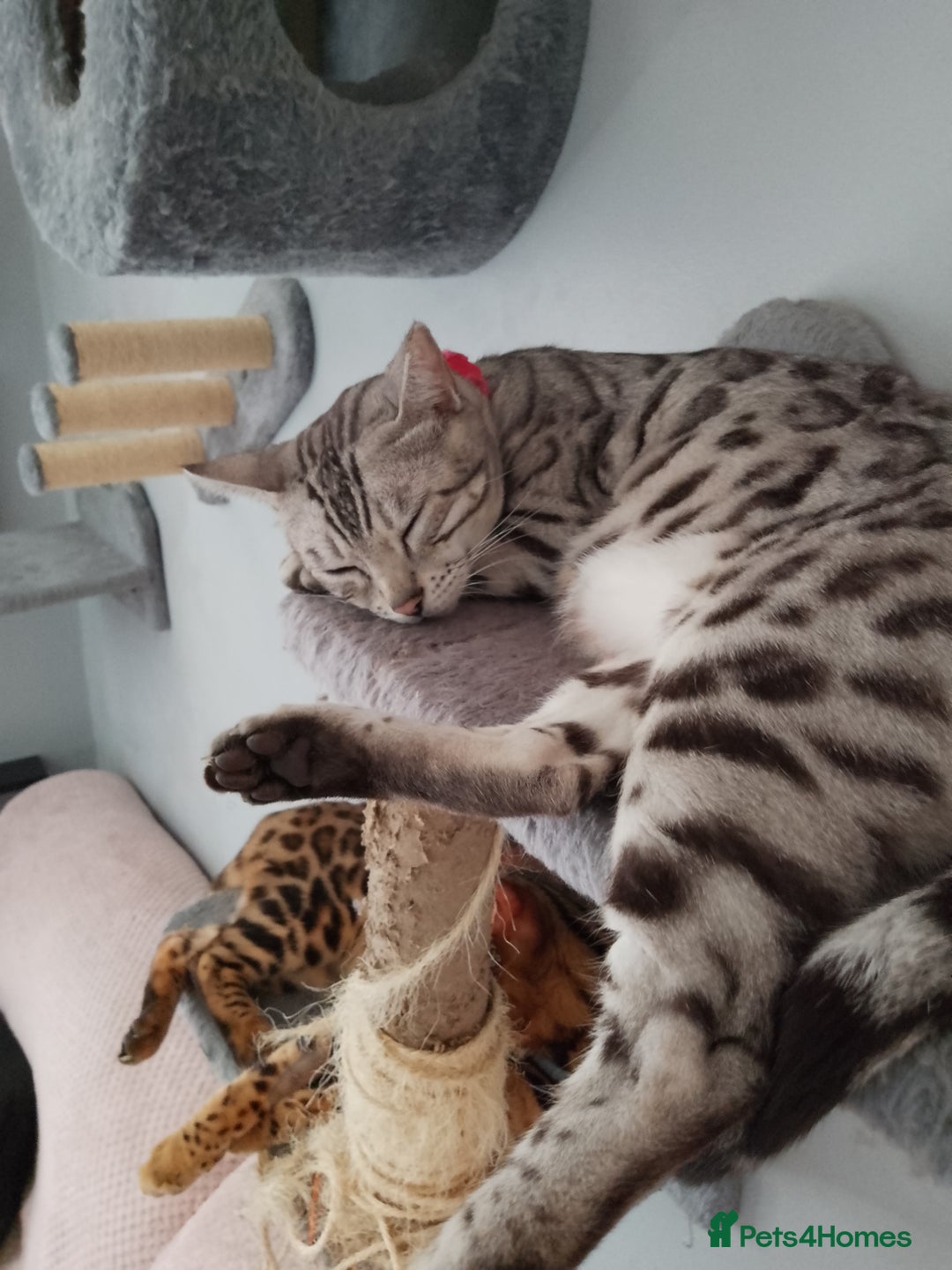 Bengal cats for sale: Silver bengals - Image 18