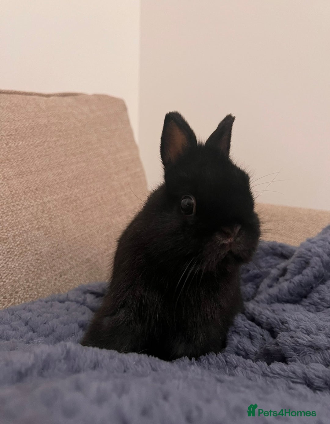 Netherland Dwarf rabbits for sale: Netherland Dwarf female black rabbit - Advert 2