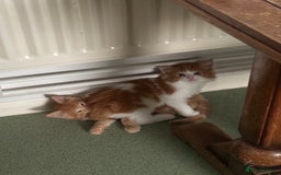 Mixed Breed cats for sale: 5 Maine Coon cross kittens available💞 - Image 13
