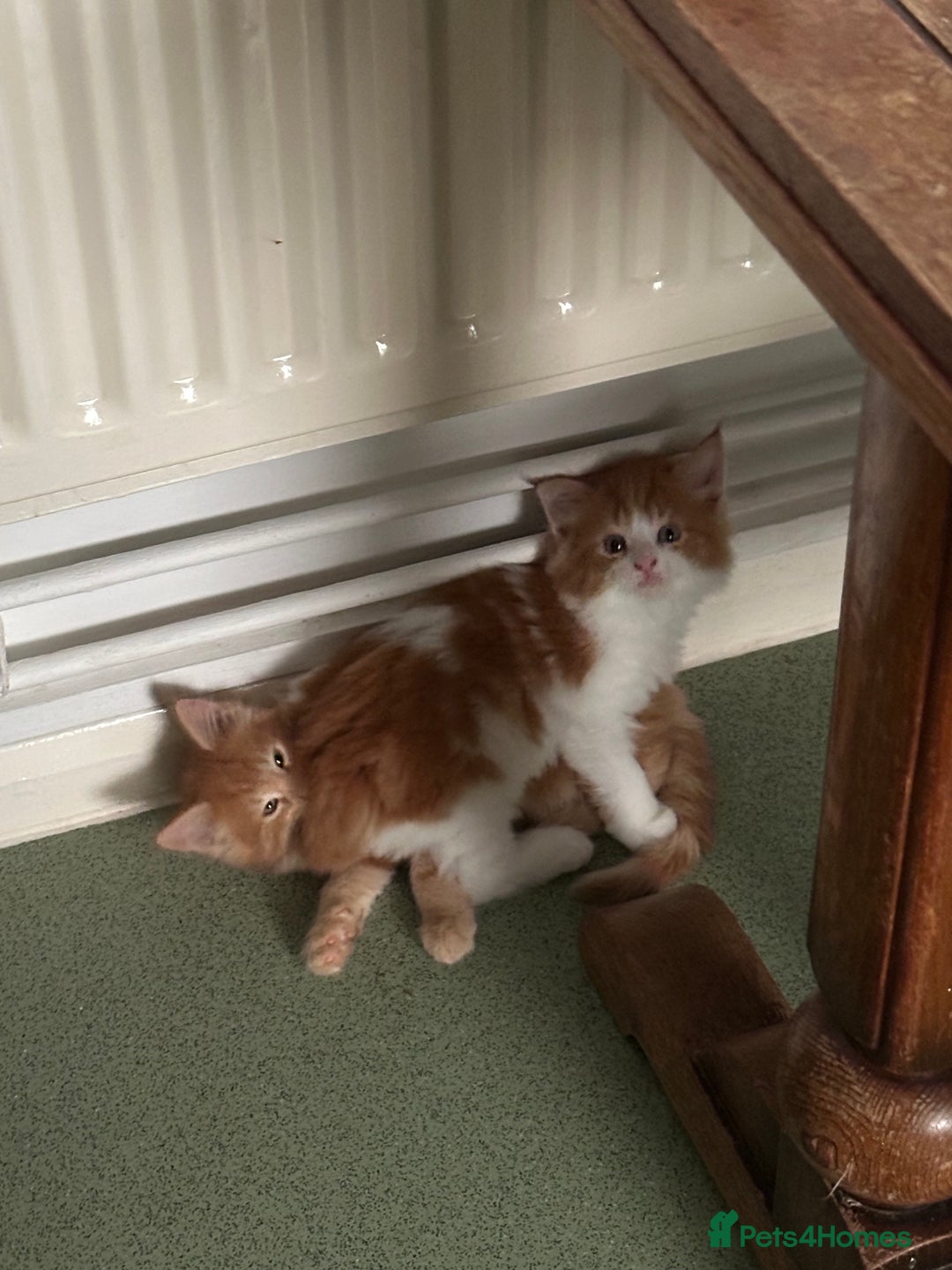 Mixed Breed cats for sale: 5 Maine Coon cross kittens available💞 - Image 13
