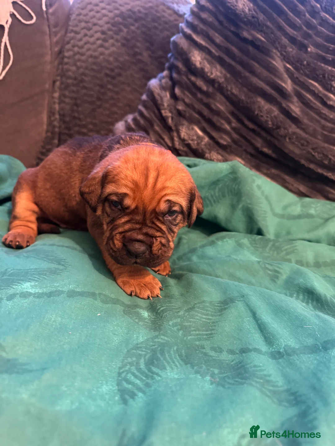Cane Corso dogs for sale: Ready to go Thursday 2boys 1girl cane Corso pups - Advert 24