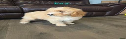 Cavapoo dogs for sale: 5 Adorable F1B Cavapoo puppies for sale 🐾🩷  - Advert 5