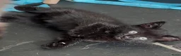Mixed Breed cats for sale: *just one chunky boy still available to reserve*  - Advert 2
