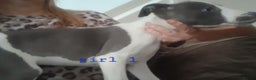 Whippet dogs for sale: Beautiful whippet puppies  - Advert 2