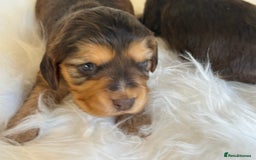 Cocker Spaniel dogs for sale: KC Health Tested Show Cocker Spaniels  - Image 14